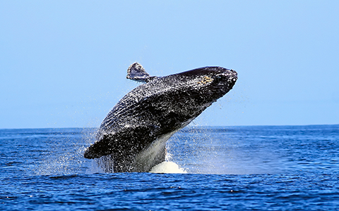 whale